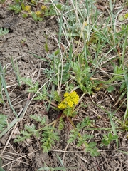 Lomatium foeniculaceum