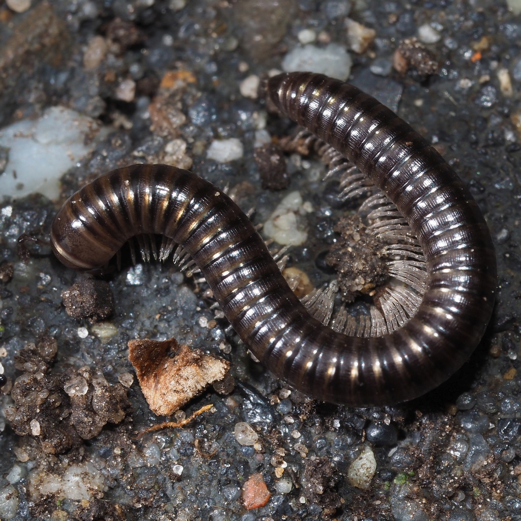 Cylindroiulus caeruleocinctus (Arthropods of the Jordan River Nature ...