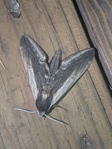 Wild Cherry Sphinx photo 2