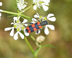 Trichodes punctatus