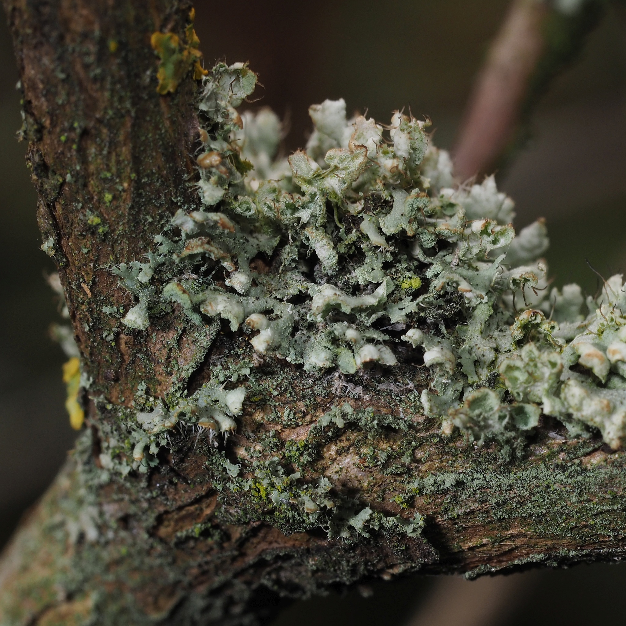 Physcia adscendens image