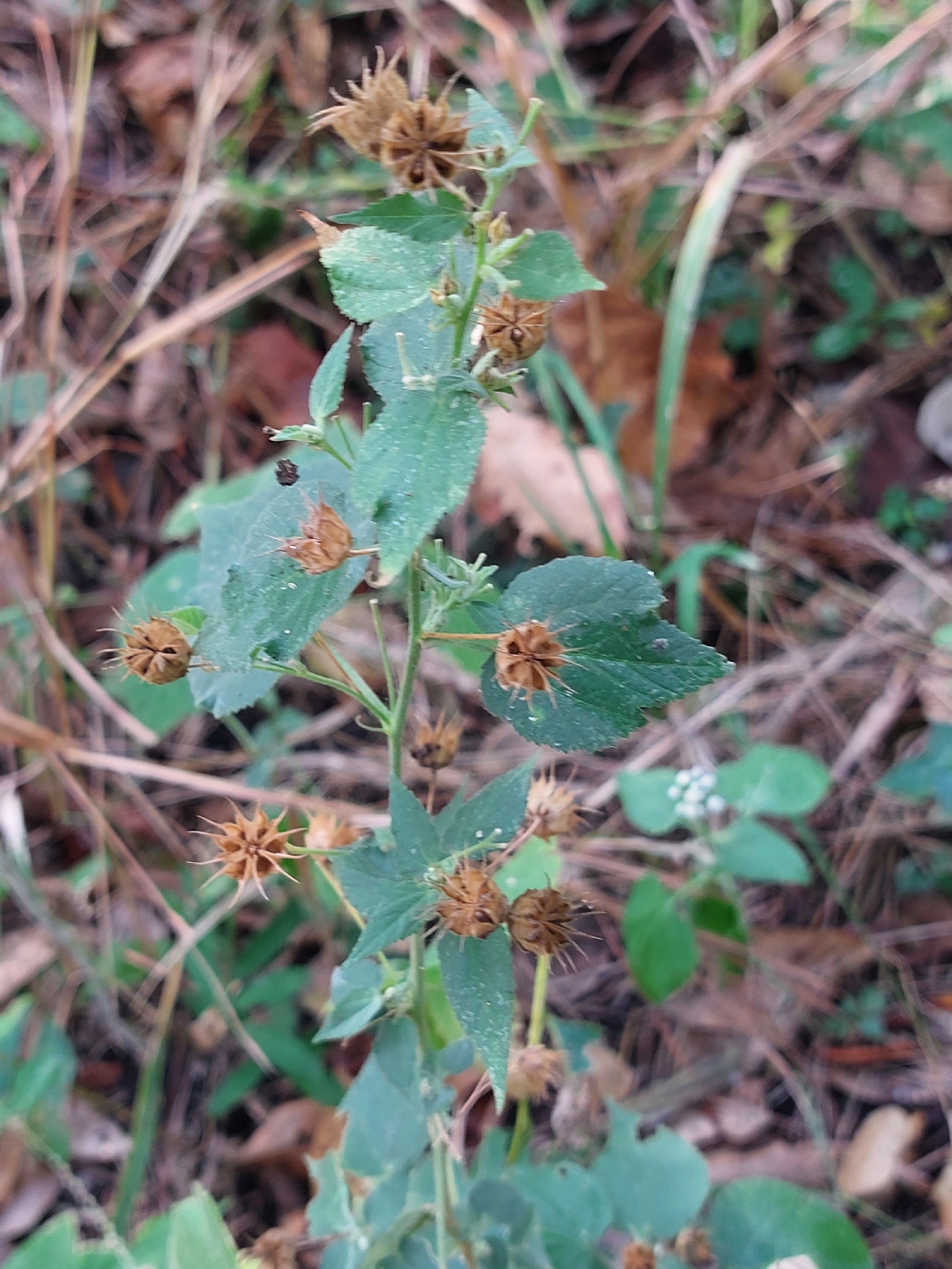 Abutilon ramosum (Cav.) Guill. & Perr.