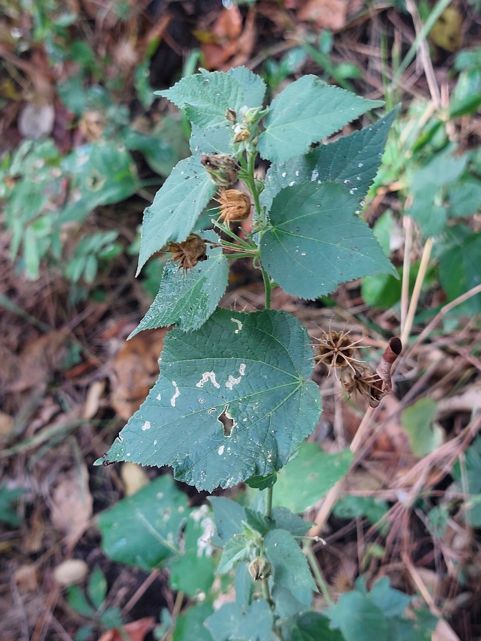 Abutilon ramosum (Cav.) Guill. & Perr. 2