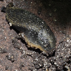 Arion distinctus