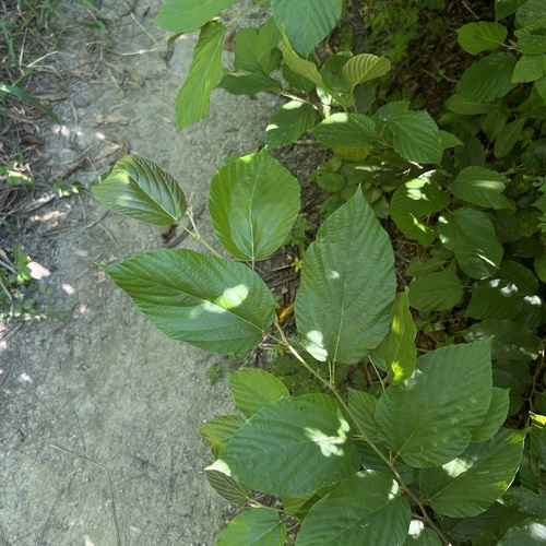 Flemingia strobilifera observed 2026-07-07