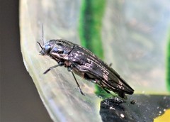 Buprestis consularis