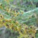 Ambrosia dumosa - Photo (c) Stan Shebs, algunos derechos reservados (CC BY-SA)