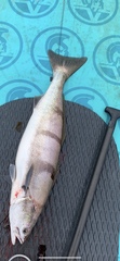 Atractoscion nobilis