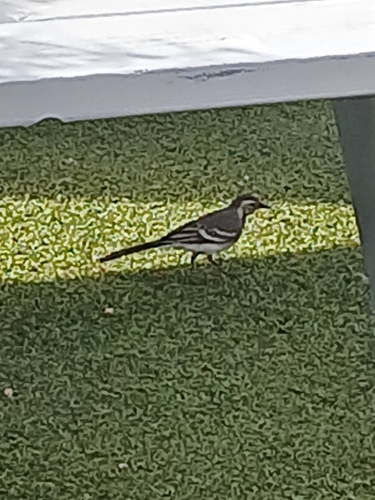 White Wagtail