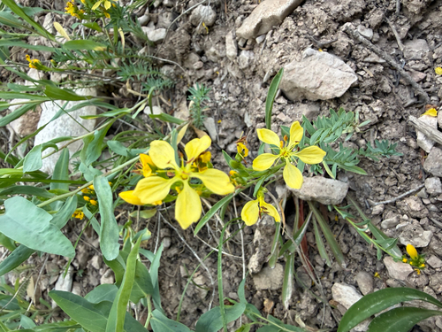 Linum kingii, photograph 3