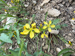 Linum kingii, photograph (c) Zach Earl, some rights reserved (CC BY)