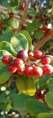 Mediterranean buckthorn