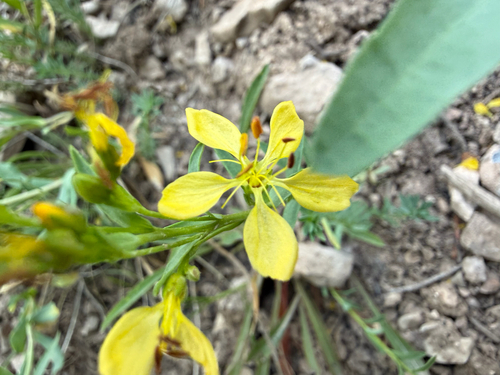 Linum kingii, photograph 4