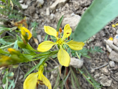 Linum kingii, photograph (c) Zach Earl, some rights reserved (CC BY)