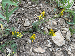 Linum kingii, photograph (c) Zach Earl, some rights reserved (CC BY)