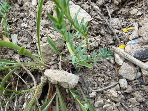 Linum kingii, photograph 6