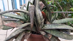 Gasteria batesiana