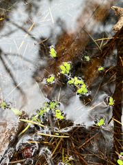 Lemna aequinoctialis, photograph (c) smathichong, some rights reserved (CC BY)