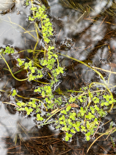 Lemna aequinoctialis, photograph 5