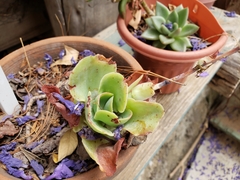 Echeveria pistioides