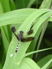 Erythrodiplax attenuata