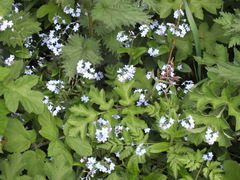 Myosotis scorpioides