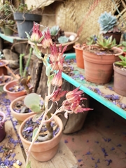 Echeveria pistioides