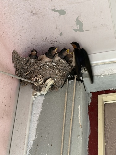 Barn Swallow