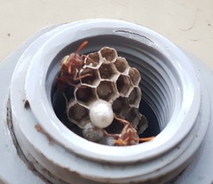 Polistes badius