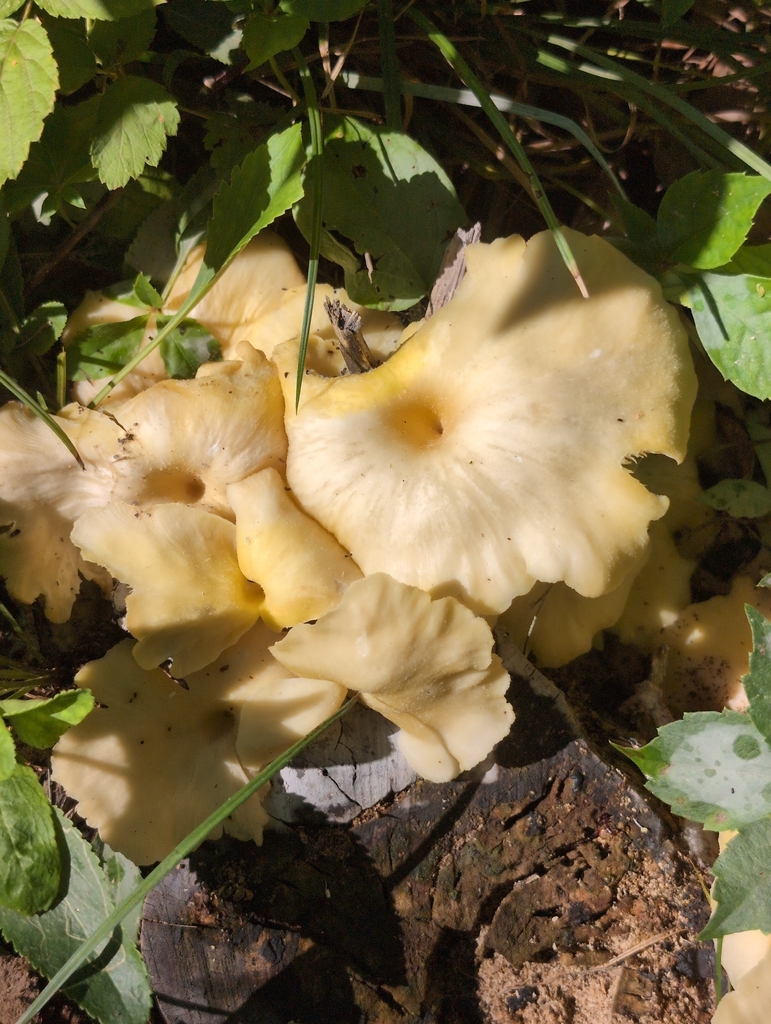 Golden Oyster Mushroom · July 2026 · photo: Photo: (c) Brian Hale, some rights reserved (CC BY) · iNaturalist