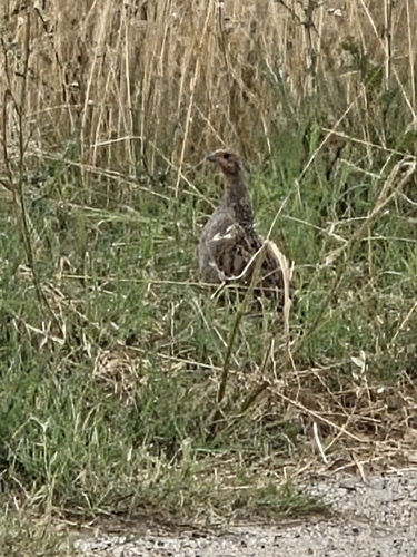 Gray Partridge