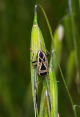 Xanthochilus saturnius