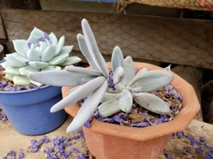 Pachyphytum werdermannii