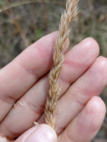 Koeleria pyramidata, 2026-07-07