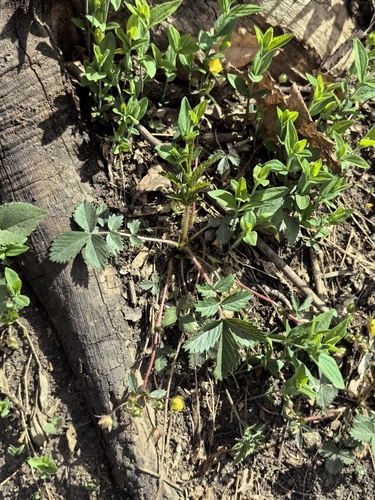 Sunny-place cinquefoil