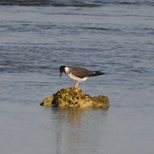 White-eyed Gull (Ichthyaetus leucophthalmus), photo 5