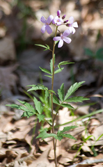 Cardamine bulbifera