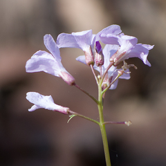 Cardamine bulbifera