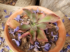 Echeveria roseiflora