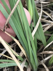 Sisyrinchium albidum