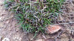 Schoenus breviculmis