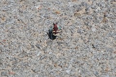 Cicindela formosa