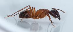 Camponotus semitestaceus