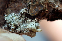 Lachnellula resinaria