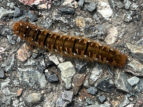 Oak Eggar