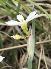 Sisyrinchium albidum