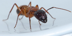 Camponotus semitestaceus