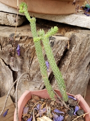 Sedum jurgensenii jurgensenii