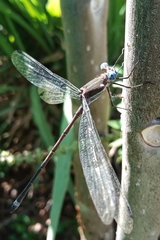 Archilestes