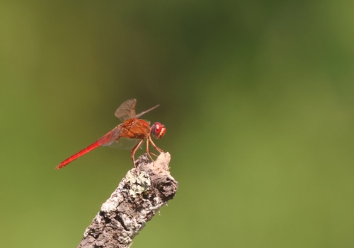 Broad Scarlet